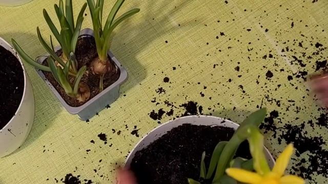 Высадка цветов ? КРОКУС/НАРЦИСС/ГИАЦИНТ/ГАДЮЧИЙ ЛУК/09.02.23 смотреть онлайн