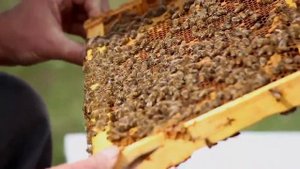 Как найти матку в улье