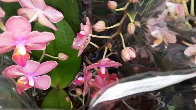 ОБЗОР ОРХИДЕЙ В "ЛЕТТО"//30.05.23// смотреть онлайн