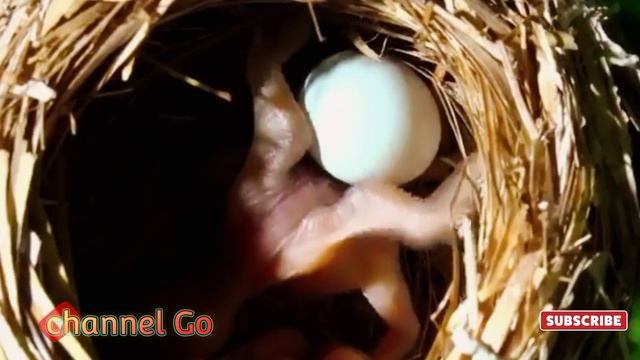 Seleksi Alam Takan Mampu Membuatmu Berhenti Bernyanyi | Commons Cuckoo Birds смотреть онлайн