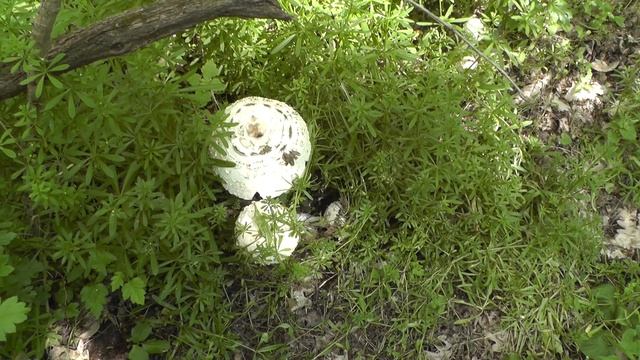 Гриб зонтик краснеющий в самом расцвете! Май 2021 в Пятигорских лесах. смотреть онлайн