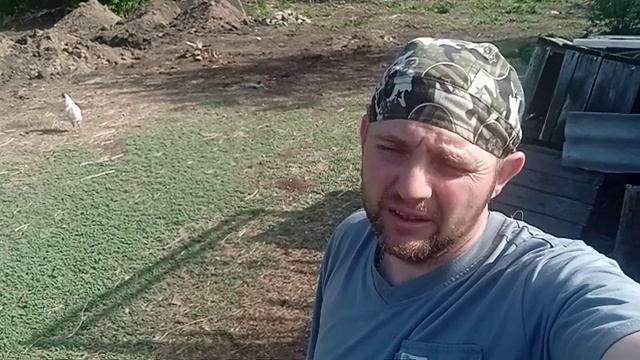 забой кабана, бывшего производителя породы Йоркшир. Рекордные веса 270кг+