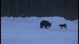 Парные работы лаек по медведю на Д1 96 баллов