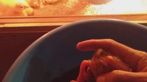 Вывод гусят, наклев с острой стороны.