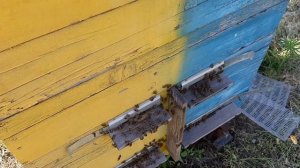 Готовность улья к медосбору. Как это должно быть.