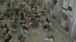 Вольеры для гонных и статных голубей