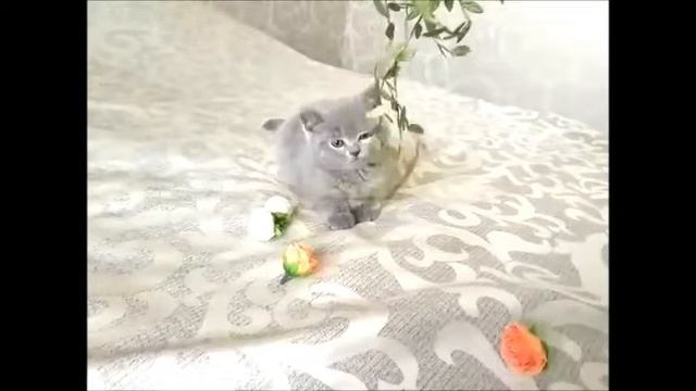 Голубые британские котята. Элитные британцы из питомника.