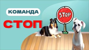 Команда СТОП, Остановка, научить собаку останавливаться
