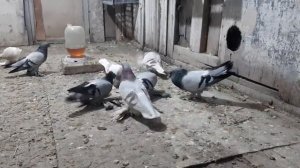 Бойные буйные голуби, в прямом смысле.