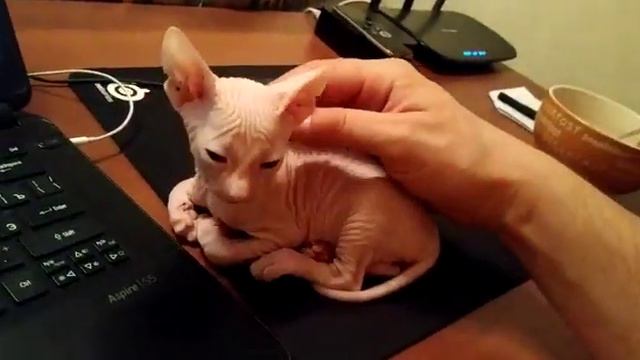 Соня у нас первый день, ребёнок очень устал смотреть онлайн