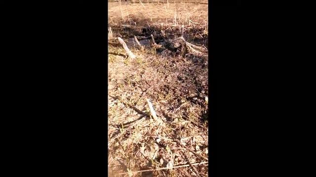 На территории бобров (любительское видео) смотреть онлайн