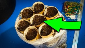 Тубусы от туалетной бумаги больше не выбрасываю! Выращиваю морковь на подоконнике