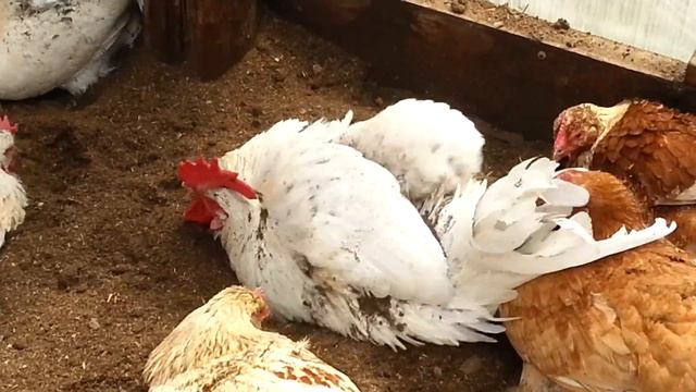 Куры на ферментационной подстилке... смотреть онлайн