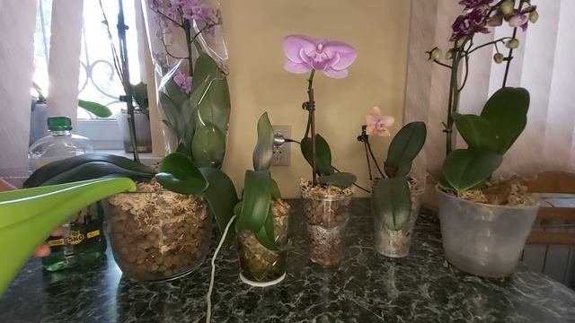 Все Нюансы полива в КЕРАМЗИТЕ, что будет с орхидеей в камнях? Как я поливаю свои растения смотреть онлайн