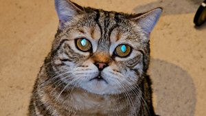 МОЕМУ КОТУ ИСПОЛНИЛОСЬ 7 ЛЕТ!