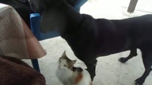 хвост виляет собакой