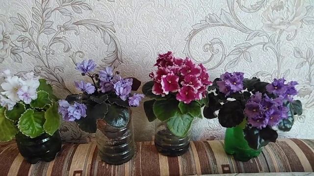 Фиалки. Часть 3. смотреть онлайн