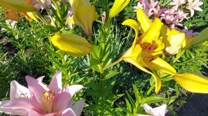 Цветут клематисы Полиш Спирит,Виль де Лион.Warczawska Nike,Голубой Ангел и лилии Ла-гибриды.