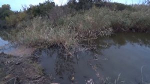 Сделал Ловушку для Рыбы и Загнал туда КРУПНЯК!!! Ловля САЗАНА и ТОЛСТОЛОБА ЛОВУШКОЙ!