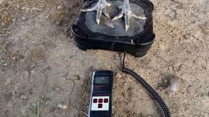 джерсийский гигант 6 месяцев