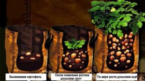 Выращивание картофеля в мешках