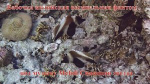 10. Бабочка индийская вымпельная фантом под музыку Mehdi Сияющая звезда HD