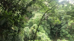 Ziplining in Mahe Island, Seychelles | SMAC Adventures