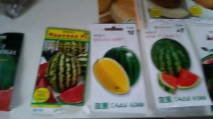 Когда посеять #АРБУЗЫ и #ДЫНИ на рассаду в средней полосе. Арбузы в #ОТКРЫТОМ ГРУНТЕ в #Башкирии ч.