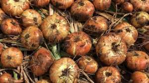 УБОРКА ЛУКА РЕПЧАТОГО