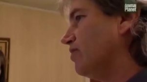 Чау Чау   Все О Породе