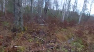 ОХОТА НА ЛОСЯ С ЛАЙКАМИ/ИДЁМ ЗА БЫКОМ!!!