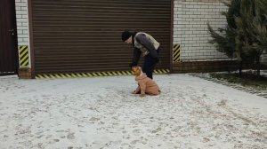 Дрессировка собак. Раздел послушание. Порода Русский охотничий спаниель.