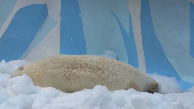 Герда после рыбалки повалялась в снегу. 22.09.2022 смотреть онлайн