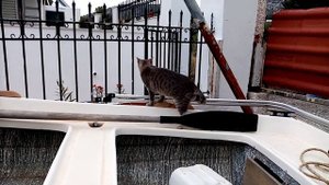 Мушмула японская. Цветение.