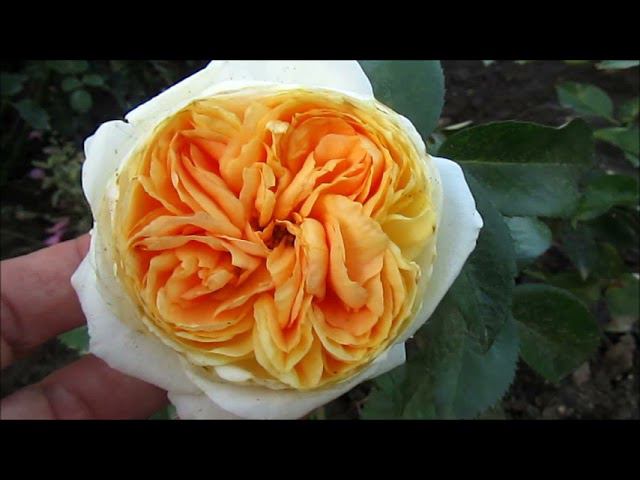 РОЗЫ. ЦВЕТЕНИЕ ПЕРВОГОДОК 2021. смотреть онлайн