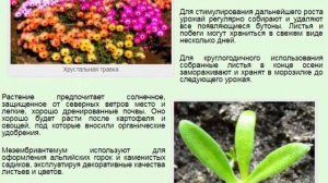 Хрустальная травка