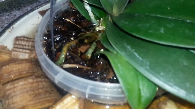 15 минутное погружение.Метод полива в настое Банановой кожуры. смотреть онлайн