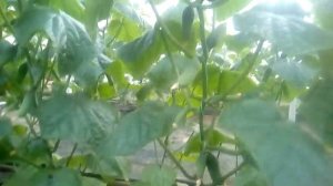 Трилоджи!!! Что ты творишь!!!))