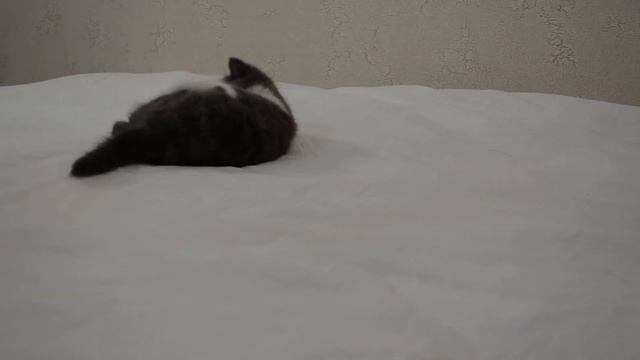 Окрас мраморный биколор смотреть онлайн