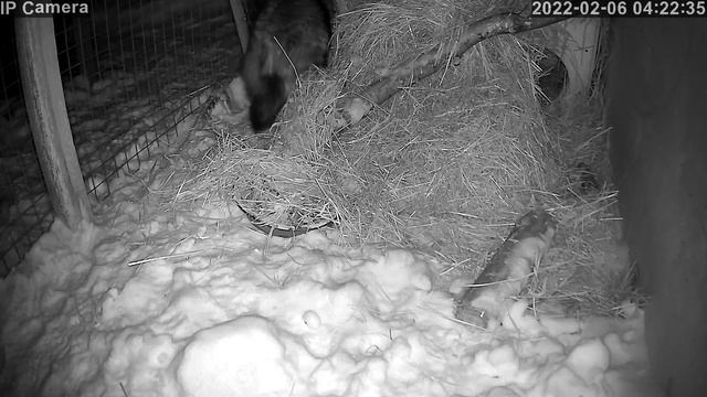 Енотовидная собака бесится смотреть онлайн