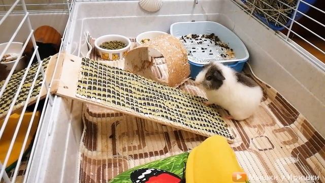Морская свинка породы Рекс. Rex Guinea Pig. Видео про нашу морскую свинку Фросю