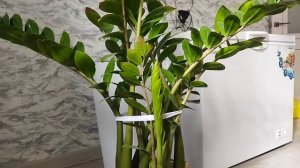 Как цветёт замиокулькас. И как вредит цветку #замиокулькас #замиокулькасцветение#долларовоедерево