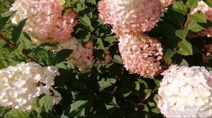 Цветущие Гортензии! /МЕТЕЛЬЧАТЫЕ ГОРТЕНЗИИ Ванилла Фрейз, Пинки Винки, Сандей Фрейз у меня на даче.