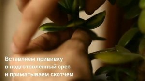 Прививка Crassula Ovata var. Solana к обычной толстянке
