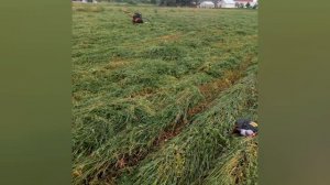 ПЕРВЫЙ СЕЗОН СЕНОКОСА МОТОБЛОКА ПАТРИОТ УРАЛ С РОТОРНОЙ КОСИЛКОЙ КРН-0.9. Сенокос 2021