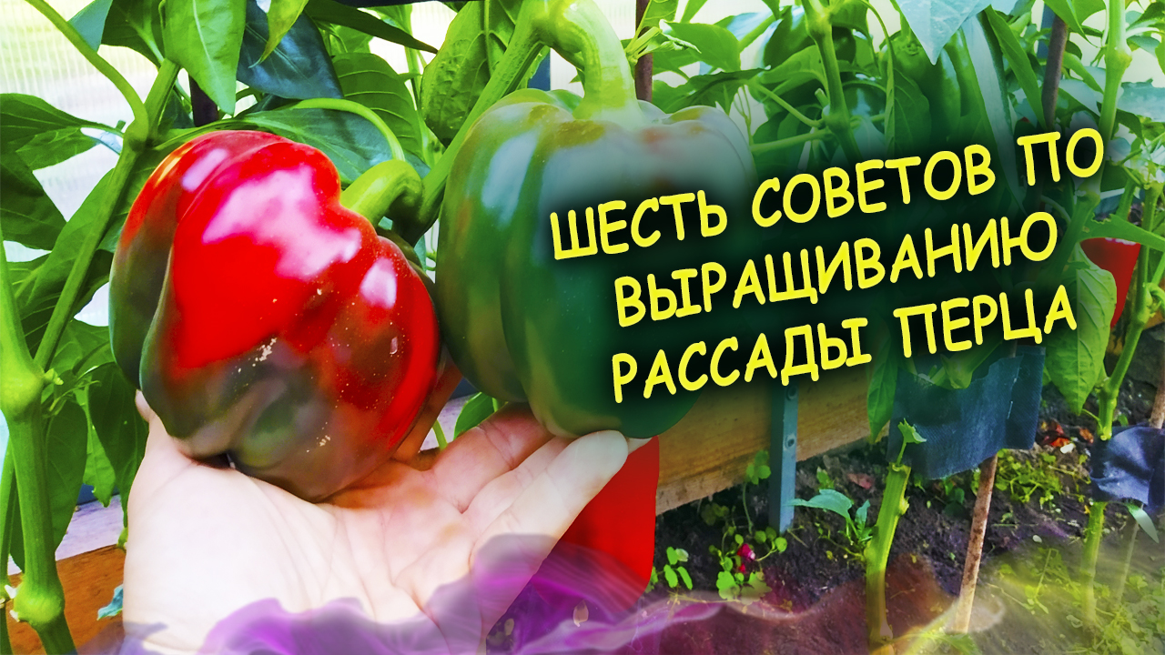 Перец уход и выращивание рассады своими руками на даче. Шесть советов по уходу и выращиванию перца.