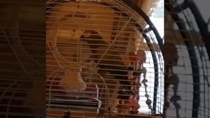 Жако имитирует речь человека