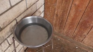 Поение собак зимой водой. Надо или нет?