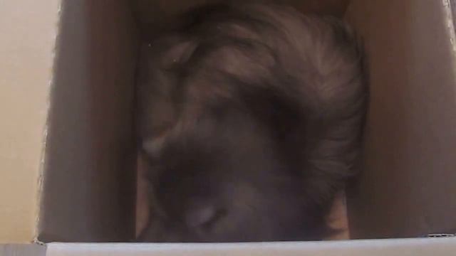 Кот и коробка смотреть онлайн