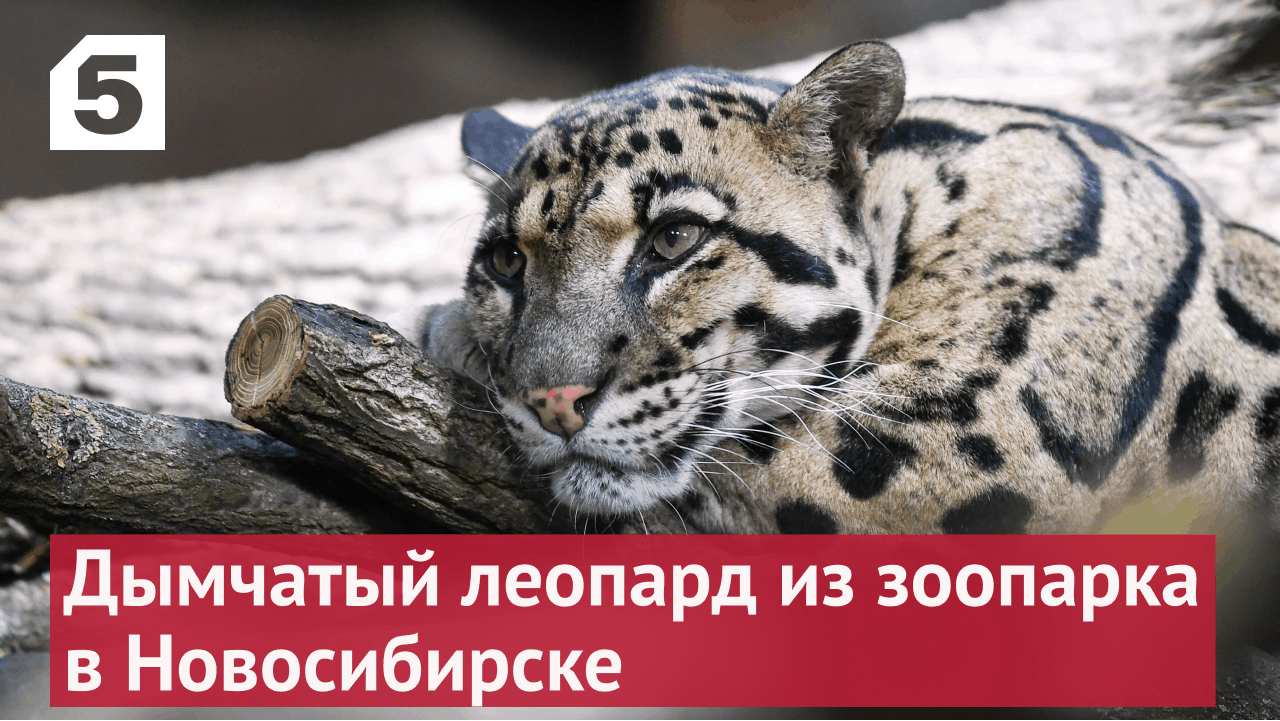 Одного из самых красивых обитателей Новосибирского зоопарка показали на видео.